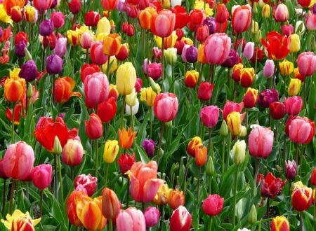 tulips-bed-colorful-color-69776-69776.jpg