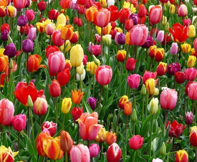 tulips-bed-colorful-color-69776-69776.jpg